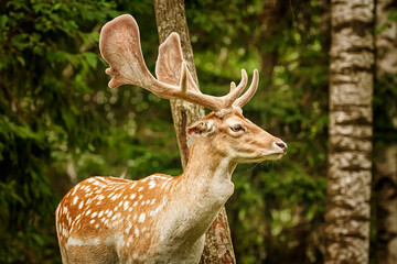 Deers with big horns near the forest