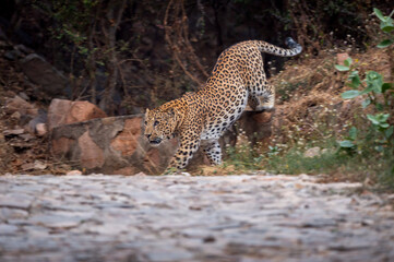 Fototapeta na wymiar indian wild male leopard or panther full length side profile on prowl or stroll walking down from hill on track during outdoor jungle safari at forest of central india - panthera pardus fusca