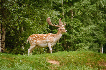 Deers with big horns near the forest