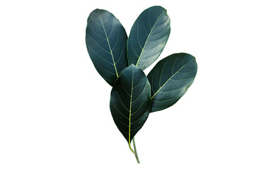 Isolated green leaf of jackfruit with clipping paths.