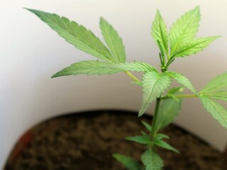 small cannabis plant in active leaf growth stage growing under a lighting fixture and a white reflector indoors, leaf growth on a marijuana seedling under continuous supplemental lighting