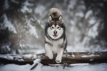Naklejka premium Powerful alaskan malamute dog jumping over a large fallen tree against the backdrop of a frosty winter coniferous forest. Paws in the air. The mouth is open. Crazy dog 