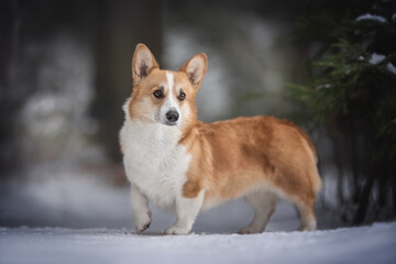 A cute red welsh corgi pembroke dog standing on a snowy path against the backdrop of a frosty winter coniferous forest. Looking away. Paw in the air