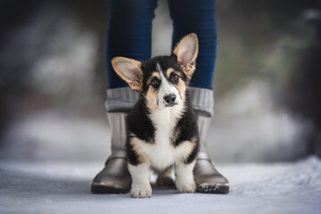 Cute tricolor welsh corgi pembroke dog puppy sitting at the feet of a girl in blue jeans on a snowy path against the backdrop of a frosty winter forest. Big ears. Looking into the camera