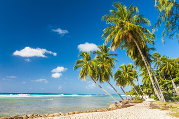 Tropical beach in Barbados with coconut palms