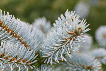 Naklejka na ściany i meble Closeup of lush branch of blue fir with sharp thorns in soft focus in nature