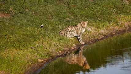 Leopard at a waterhole with reflection on the water