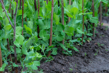 Growing peas plant summer season fresh green plant