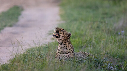 leopard female in the wild