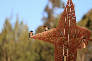 The barn swallow (Hirundo rustica), perched on rusting metal leaf, is the most widespread species...