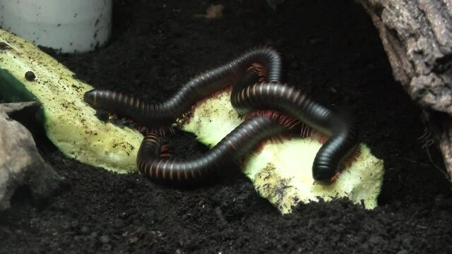 Giant African millipede or shongololo in terrarium. Archispirostreptus gigas species. The species living in Africa. Close-up view.