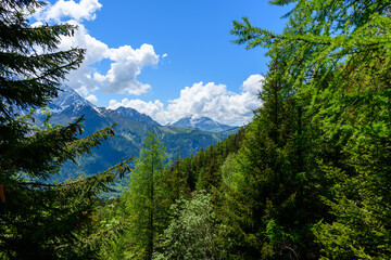 The green forests reveal the Mont Joly and the Col de Voza in the Mont Blanc Massif in Europe, in France, in the Alps, towards Chamonix, in summer, on a sunny day.