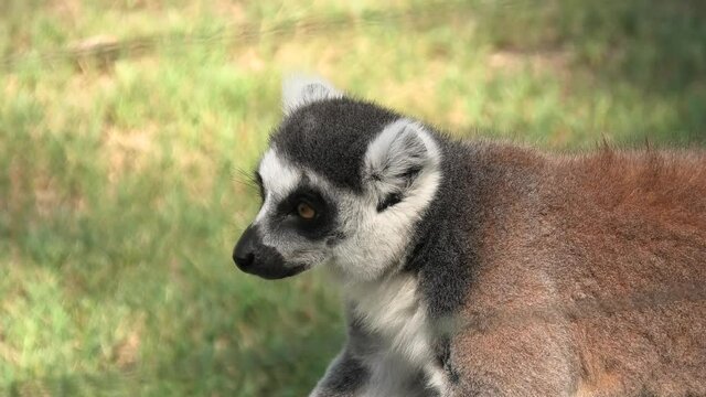 close up of an African ring-tailed lemur of Madagascar. Lemur catta species endemic to the island of Madagascar in Africa.