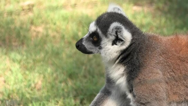 close up of a ring-tailed lemur of Madagascar. Lemur catta species endemic to the island of Madagascar in Africa.