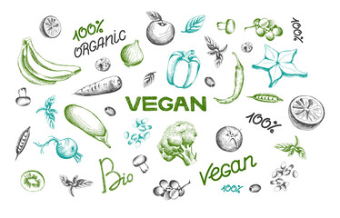 set of vegan illustrations for menu or banner design. Line art of vegetables and fruits isolated on white background. Lettering of the words vegan, organic, bio
