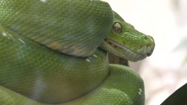Green tree python in a natural terrarium. Morelia viridis species from the Pythonidae family. Python snake from New Guinea, Indonesia, and Australia. It subdues its prey by constriction. Closeup view.