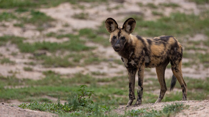 African painted dog in the wild