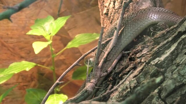 Balkan whip snake in the family Colubridae. Hierophis gemonensis species living in Italy, Greece and the Balkan countries and it is a non-venomous snake.
