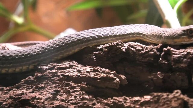 Eastern Montpellier snake in a natural terrarium. Malpolon insignitus species and venomous rear-fanged snake living in the Morocco, Algeria, Tunisia and around the Mediterranean Sea to western Syria.