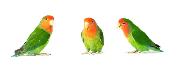 Fototapeta na wymiar set of parrots, lovebirds isolated on white