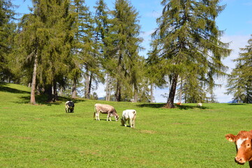 Cows on a meadow in Southtyrol 