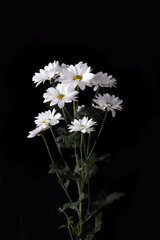 Large flowers of white chamomile Levcantemella on a dark background.