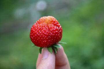 strawberry in hand