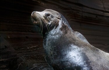 Fototapeta premium Sea lion