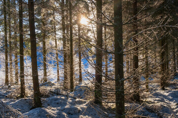 Sunbeams shining through the trunks of trees in a wintry forest