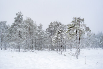 Fototapeta na wymiar Conifers on a bog with mist and snow a cold winter day