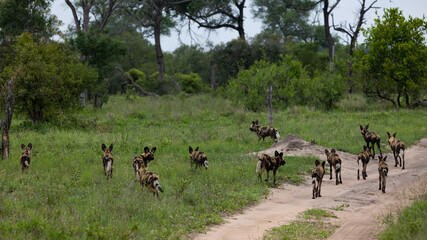 Naklejka na ściany i meble Pack of African wild dogs