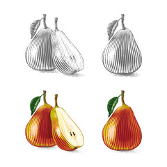 colorful Pear Hand drawing sketch engraving illustration style