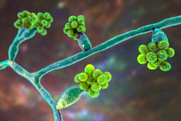 Mould fungi Madurella, 3D illustration © Dr_Microbe