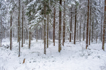 Frozen tree trunks in a spruce forest