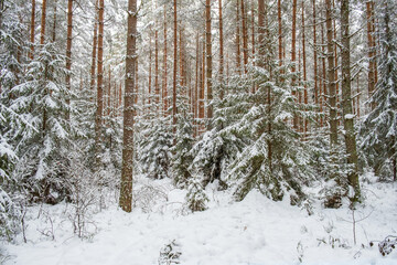 Beautiful snowy coniferous forest in winter