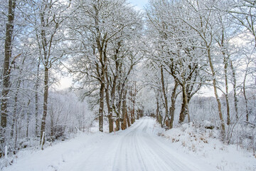 Tree lined road in the winter
