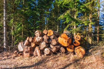Timber logs at the forest edge