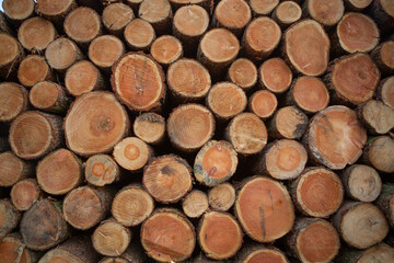 Holzstapel / Holzpolter