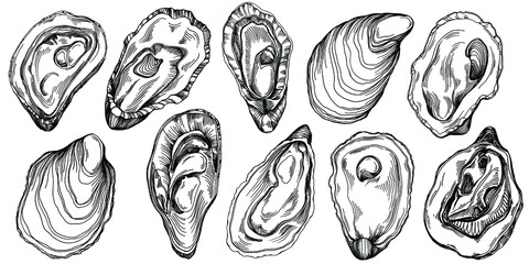Oysters vector with engraving style illustration of logo or emblem for design seafood menu, lunch. Classic American steakhouse or French bistro appetizer.