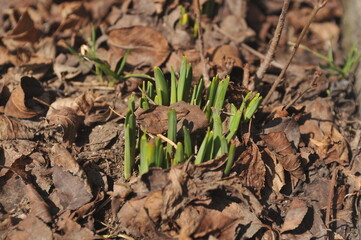 Yellow and withered masters of autumn!
