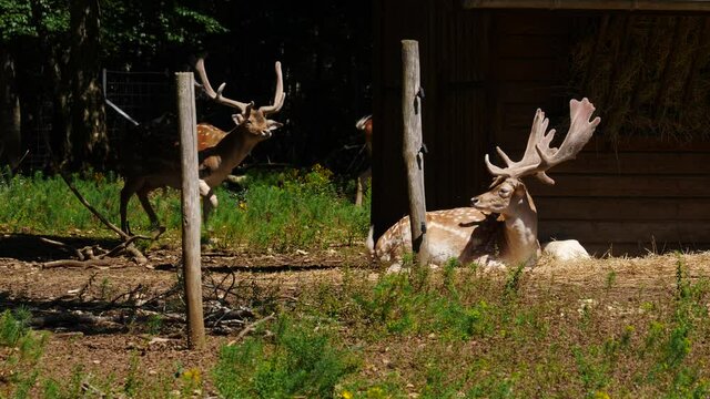 Fallow deer buck in natural environment. Vision Park in Auberive region, France. Slow motion