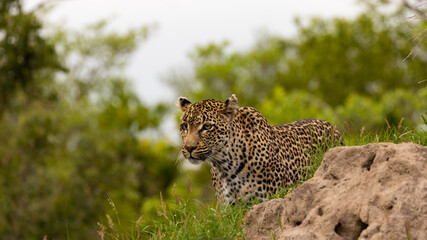 leopard with a blind eye on a termite mound