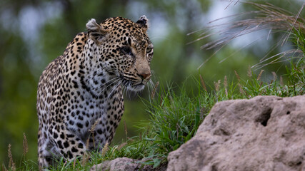 leopard with a blind eye on a termite mound