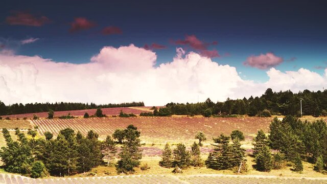 Time lapse of clouds moving over Provence landscape with blooming lavender fields. Sault region, Vaucluse nature, Plateau d'Albion, Provence-Alpes-Cote d'Azur in France.