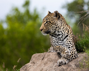 Fototapeta na wymiar leopard with a blind eye on a termite mound