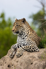 leopard with a blind eye on a termite mound
