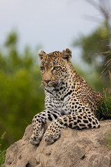 Fototapeta premium leopard with a blind eye on a termite mound