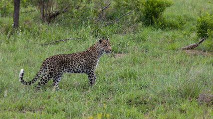 leopard with one blind eye