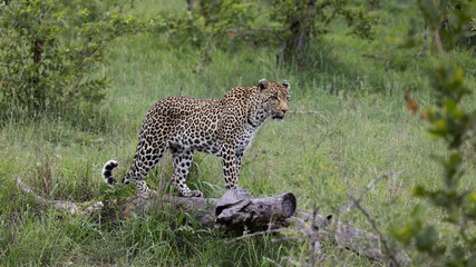 leopard on a fallen down dead tree
