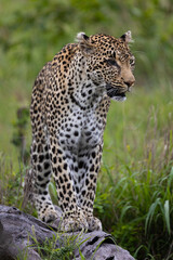 Fototapeta premium leopard with one blind eye